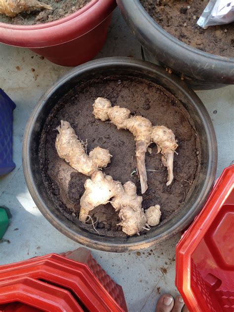 Udanta Seeds Ginger Lily Flower Bulbs Multiolor Pack Of 5 Bulbs ...