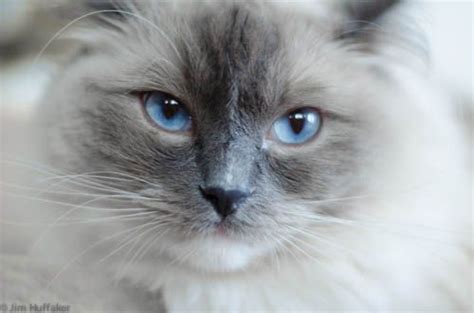 Image result for Ragdoll Engine GUI Script