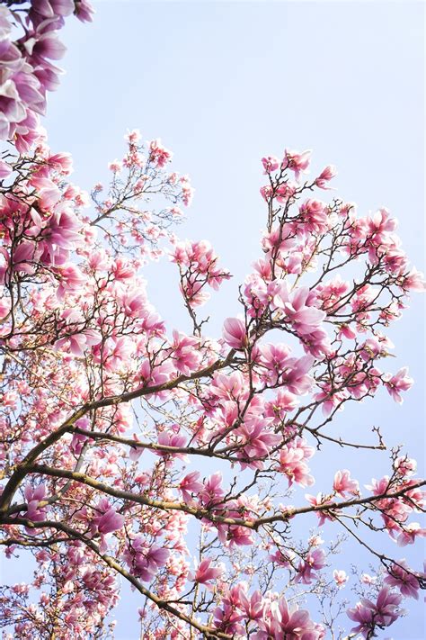 Bing Wallpaper Cherry Blossom 的图像结果