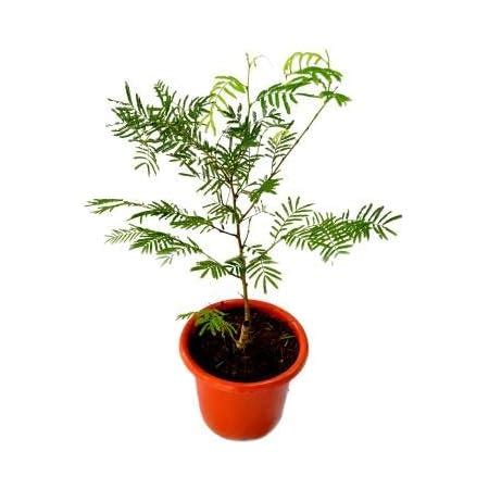 Bhajanlal Greenery Shami Tree/Banni Tree/Vanni Maram- Live Plant with ...