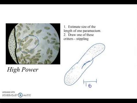 Image result for Scale Bar Science