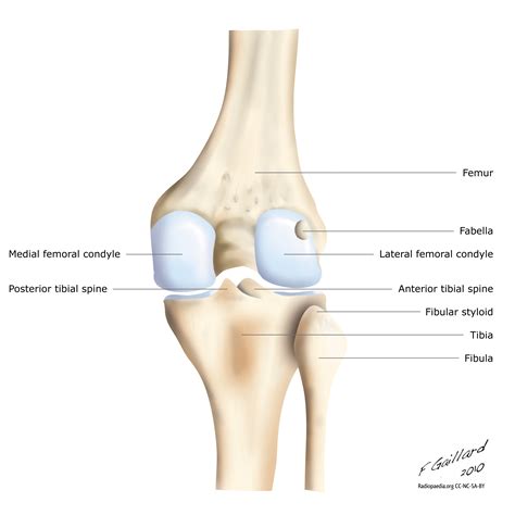Posterior Left Knee Anatomy