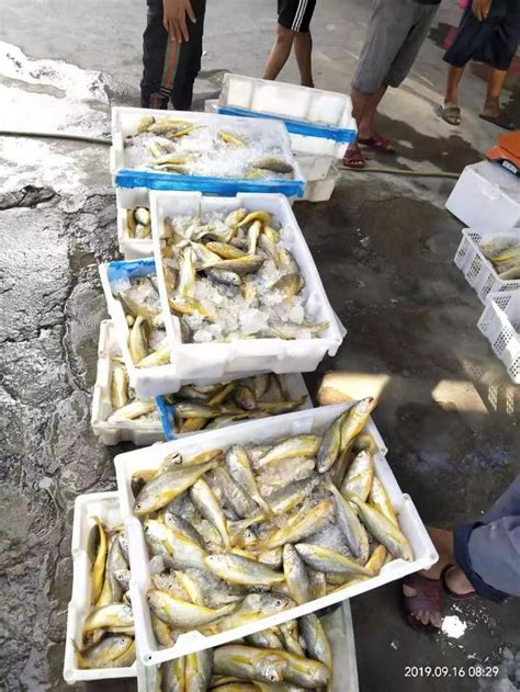 渔民一网捞起6万斤黄花鱼 价值百万_新浪图片