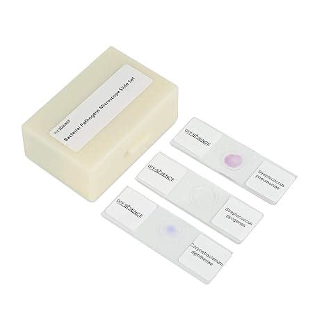 Prepared Bacterial Pathogens Microscope Slide Set, 12pcs Demonstrates ...