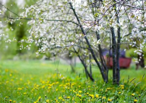 Image result for What Is Spring