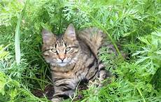 katzen von pflanzen fernhalten katzen artgerecht vom garten fernhalten agila katzen von pflanzen fernhalten katzen artgerecht vom garten fernhalten agila