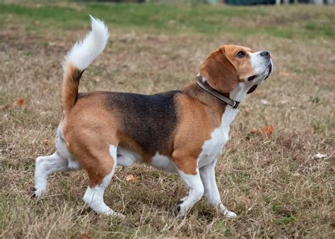 Are Beagle Dogs Dangerous