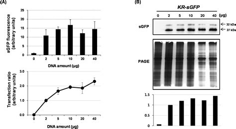 Improvement of the Fluorescence Intensity during a Flow Cytometric ...