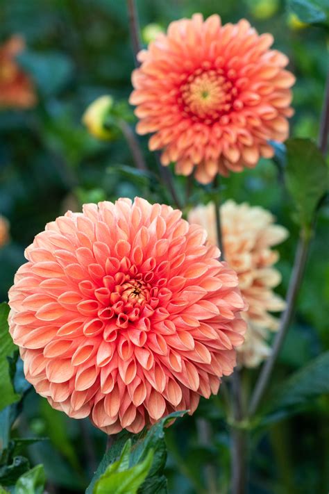 Growing dahlias - everything you need to know - The Middle-Sized Garden | Gardening Blog - can you grow dahlias indoors
