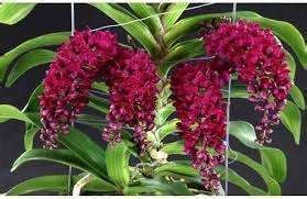 Buy Orchid plants online from Govt Approved Orchid Farm |Agribizz