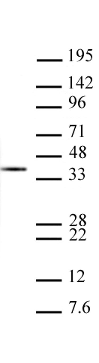 Histone H1 antibody (mAb) (Clone 1G6-E3) | Proteintech
