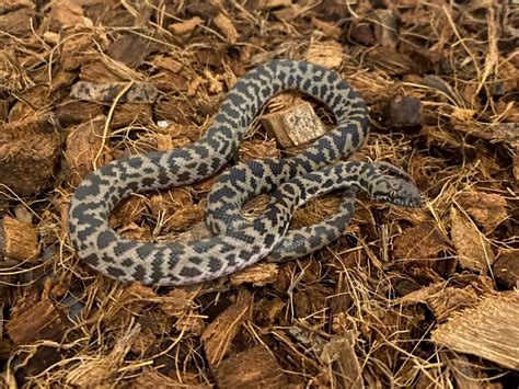 Image result for Spotted Python Habitat