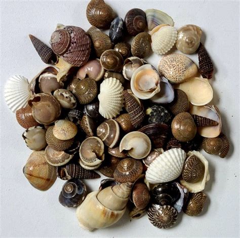 Image result for Shells Multi
