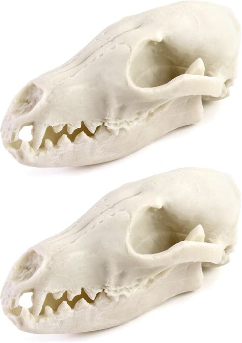Amazon.com: RJSQAQE Resin Wolf Skull Skeleton Model, Halloween Party ...