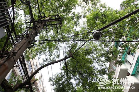 电线太靠近树枝 园林工人不慎触电 - 杭网原创 - 杭州网