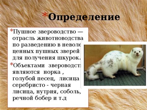 Мультимедийная презентация открытого урока "Пушное звероводство"