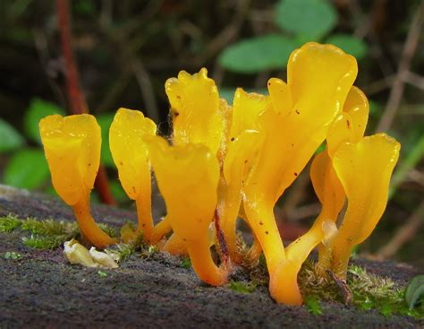 Top 20 Edible Mushrooms Popular in China - Picture Mushroom