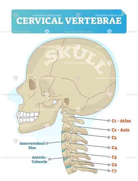 Cervical vertebrae labeled vector illustration medical diagram ...