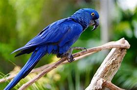 Image result for Baby Animals Blue