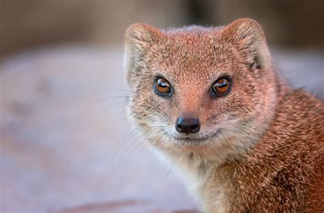 8 Magnificent Mongoose Facts