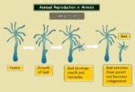 Asexual Reproduction, Types And It's Advantages | Science Vision