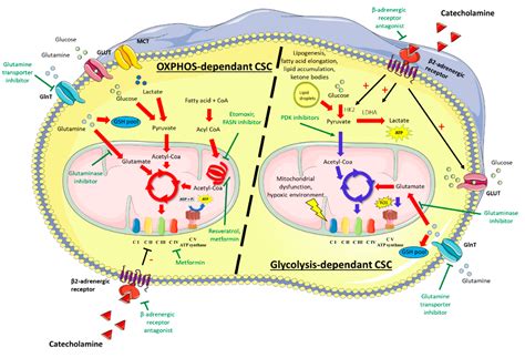 Interplay between Metabolism Reprogramming and Epithelial-to ...