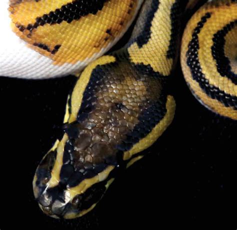 Image result for Alien Morph Python