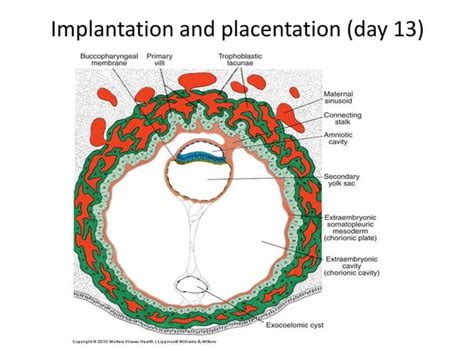 Image result for Placenta Development Stages