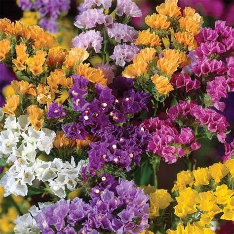 Statice Mix Limonium sinuatum Seeds – Exotic Winter Blooms for Pots ...