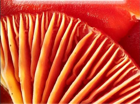 An introduction to Waxcap Fungi at Cathays Cemetery, Cathays Cemetery ...