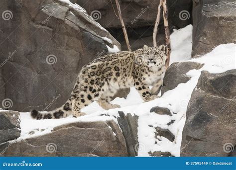 Camouflage Snow Leopard