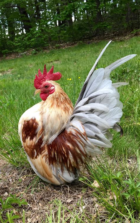 Smallest Chickens In The World at Candance Richer blog