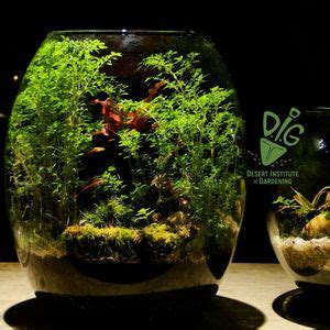 DIG IN-PERSON: What the -arium? Terrarium Basics, 4341 East Broadway ...