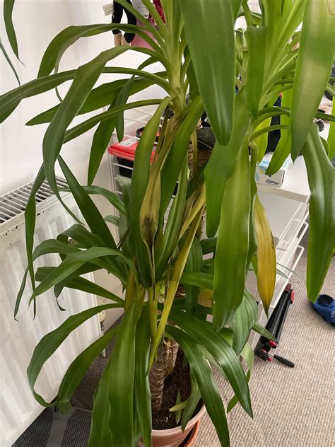 How to save this yucca plant? : r/houseplants