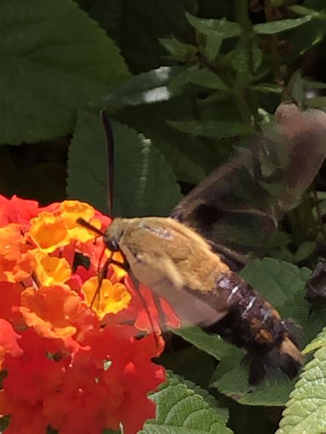 My first clearwing hummingbird moth, I feel so blessed : r/moths