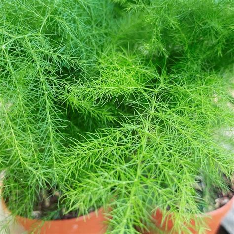 Asparagus Setaceus | Asparagus Fern - Plant – Lalit Enterprise