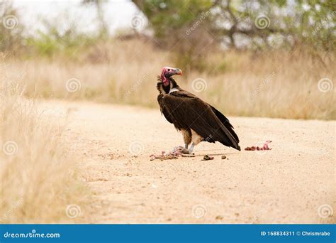 What Birds Eat Roadkill And Why It Matters