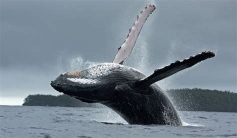 US: Two Kayakers nearly swallowed by a humpback whale at a California ...