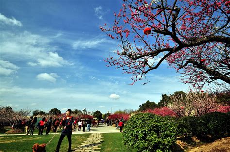 【上海的春天摄影图片】上海浦东世纪公园风光摄影_高山之林_太平洋电脑网摄影部落