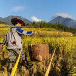 China tightens biosecurity shield against CLso, reshaping global seed trade