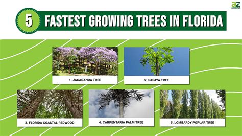 Fast Growing Trees In Florida Zone 10 at Neta Humphrey blog