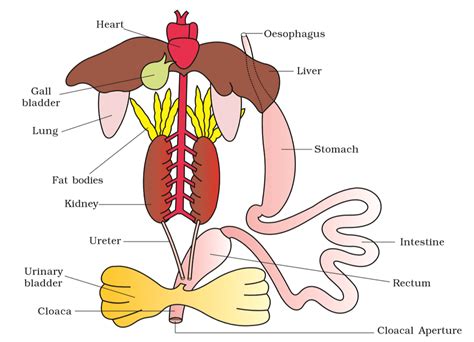 Frog: Morphology and Anatomy - Biology Class 11 - NEET PDF Download