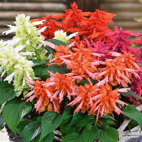 Buy Salvia F1 Hybrid Mixed Color - Flower Seeds online from Nurserylive ...
