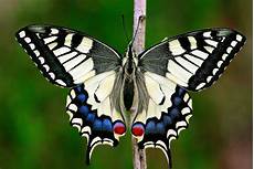 malvorlagen schmetterling jung papilio machaon malvorlagen schmetterling jung papilio machaon