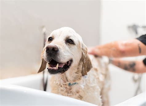 Can You Use Human Shampoo on Dogs? - Whole Dog Journal