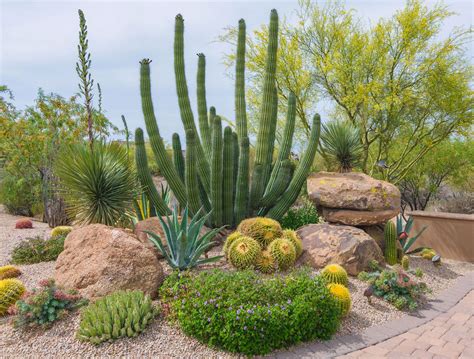 Desert plants names and pictures – Artofit