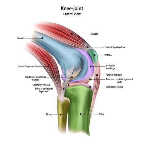 Knee Anatomy: Muscles, Ligaments, and Cartilage - JOI Jacksonville ...