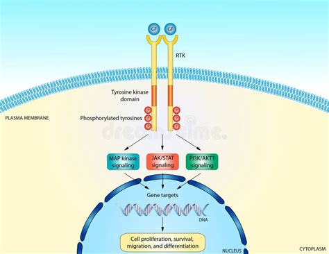 Image result for RTK Pathway Steps