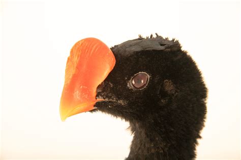 Razor-Billed Curassow (Mitu tuberosum) - Joel Sartore
