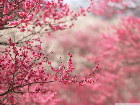 🔥 [130+] Cherry Blossom Desktop Wallpapers | WallpaperSafari